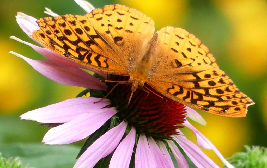With butterfly - late spring (Haywood County, NC)