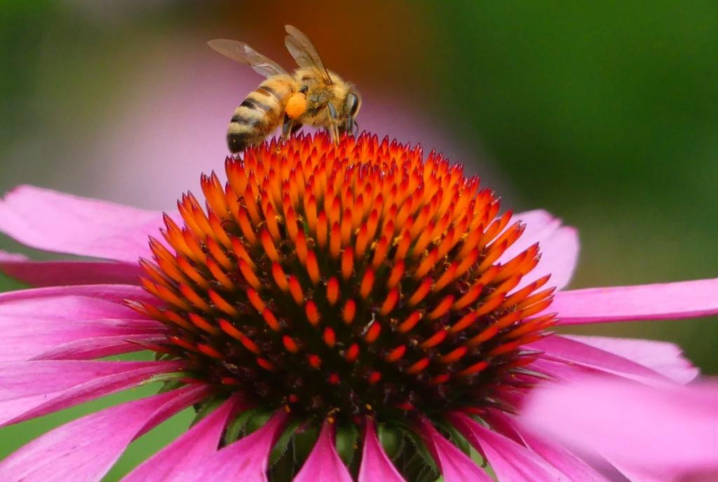 With bee - midsummer (Haywood Co., NC)