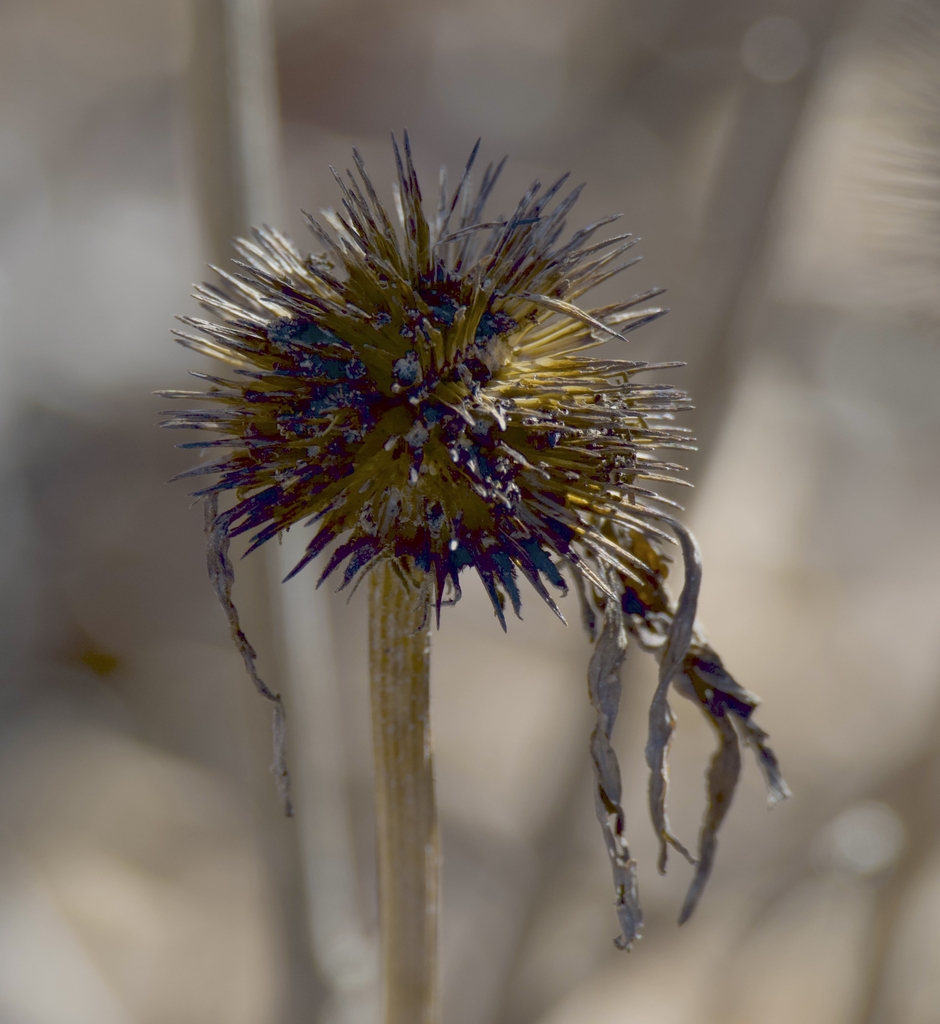 dried, spiky centers after petals fall, containing tan seeds