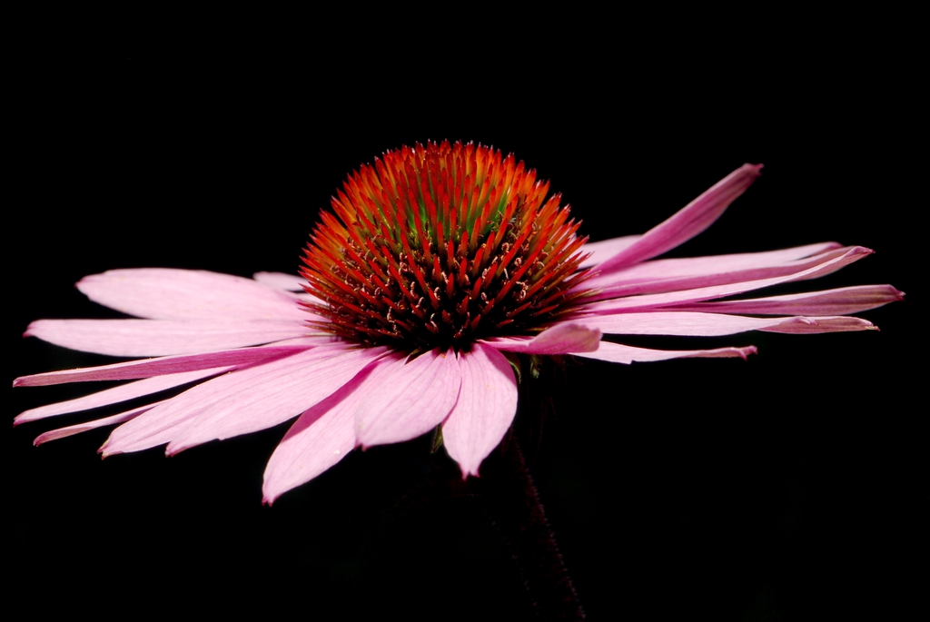 Side view of brownish-orange Flower head and pink petals