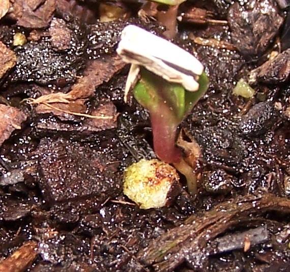 Seed sprout with husk still attached