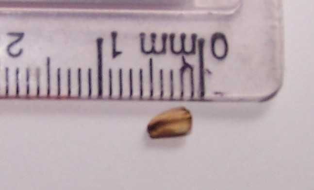 Seed with millimeter linear measurement scale