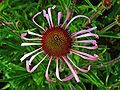 Echinacea pallida