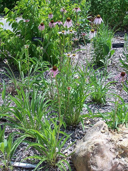 Echinacea pallida