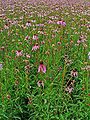 Echinacea pallida