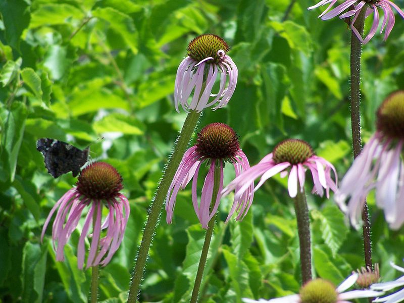 Echinacea pallida