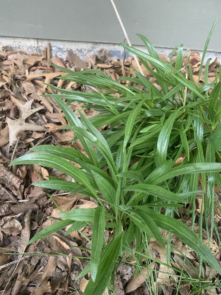Basal leaves