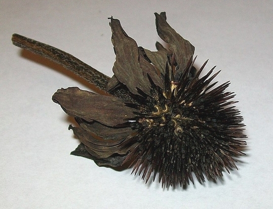 Dried flower