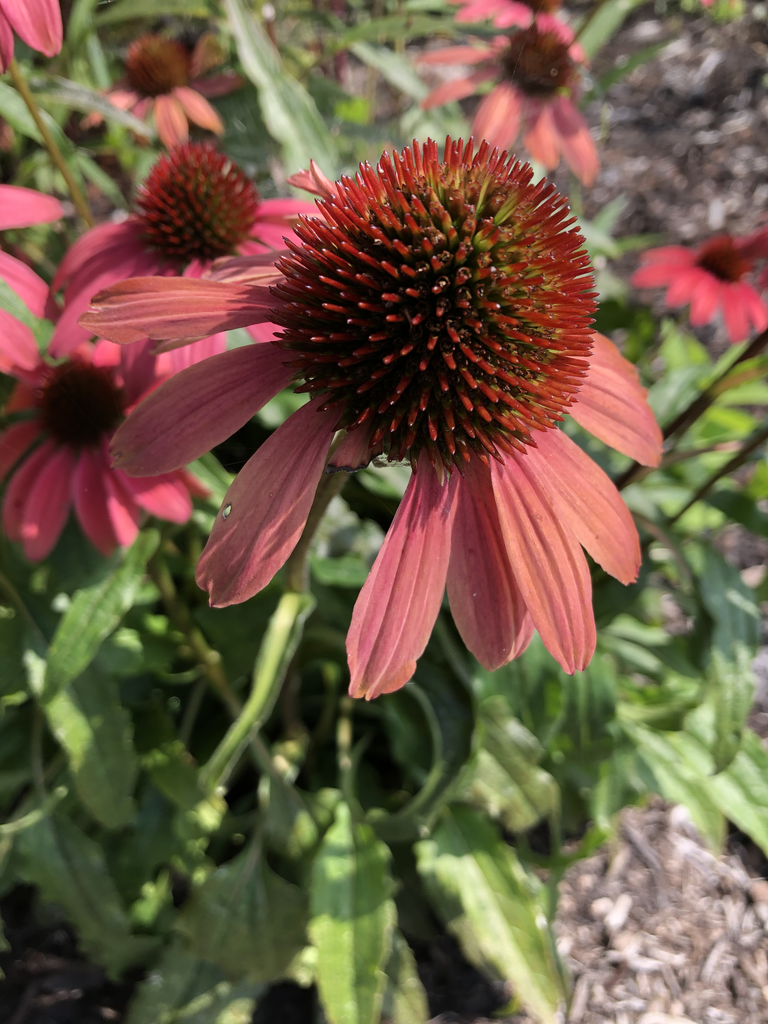 Echinacea purpurea