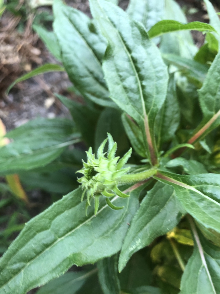 Echinacea purpurea 'PAS702917'
