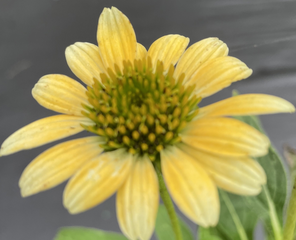 Echinacea purpurea 'Mellow Yellow'