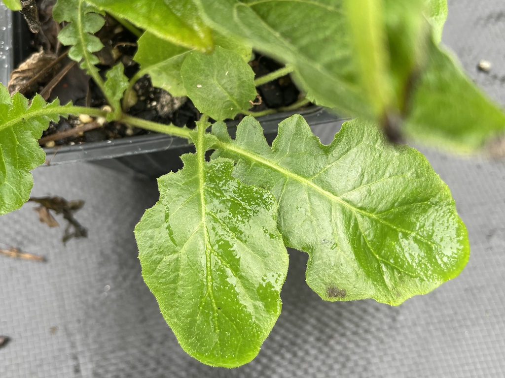 Echinacea purpurea 'Mellow Yellow'