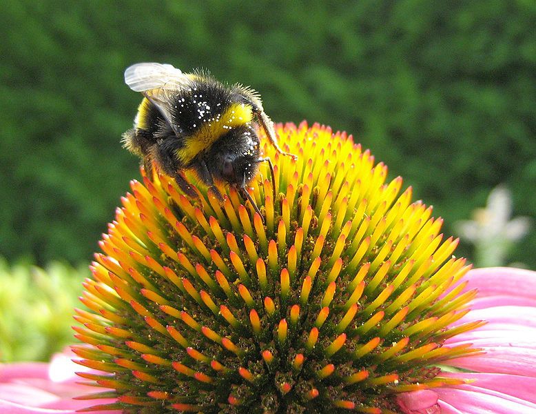Echinacea purpurea 'Mellow Yellow'
