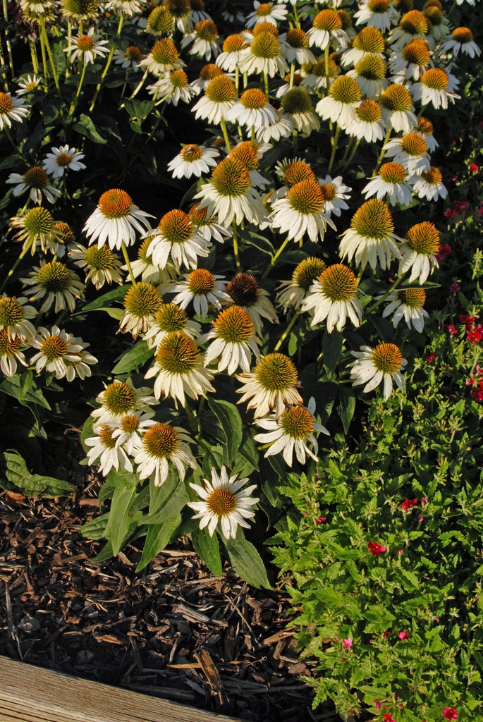 Echinacea purpurea