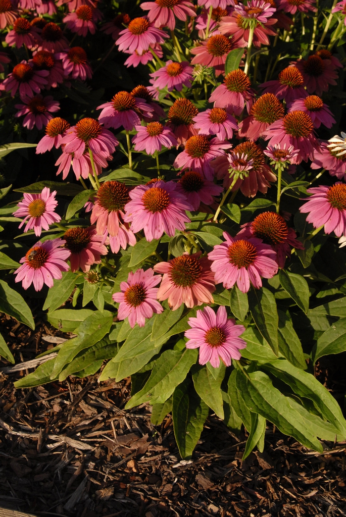 Echinacea purpurea