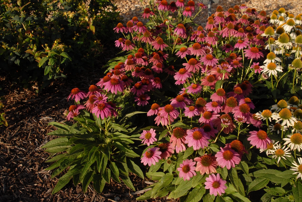 Echinacea purpurea