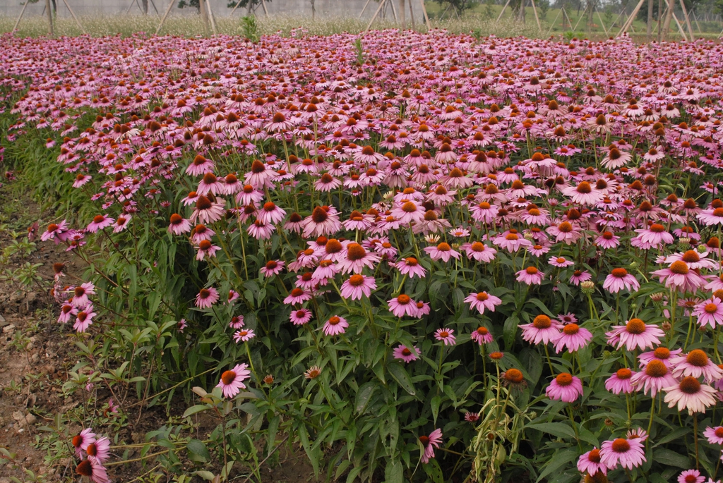 Form