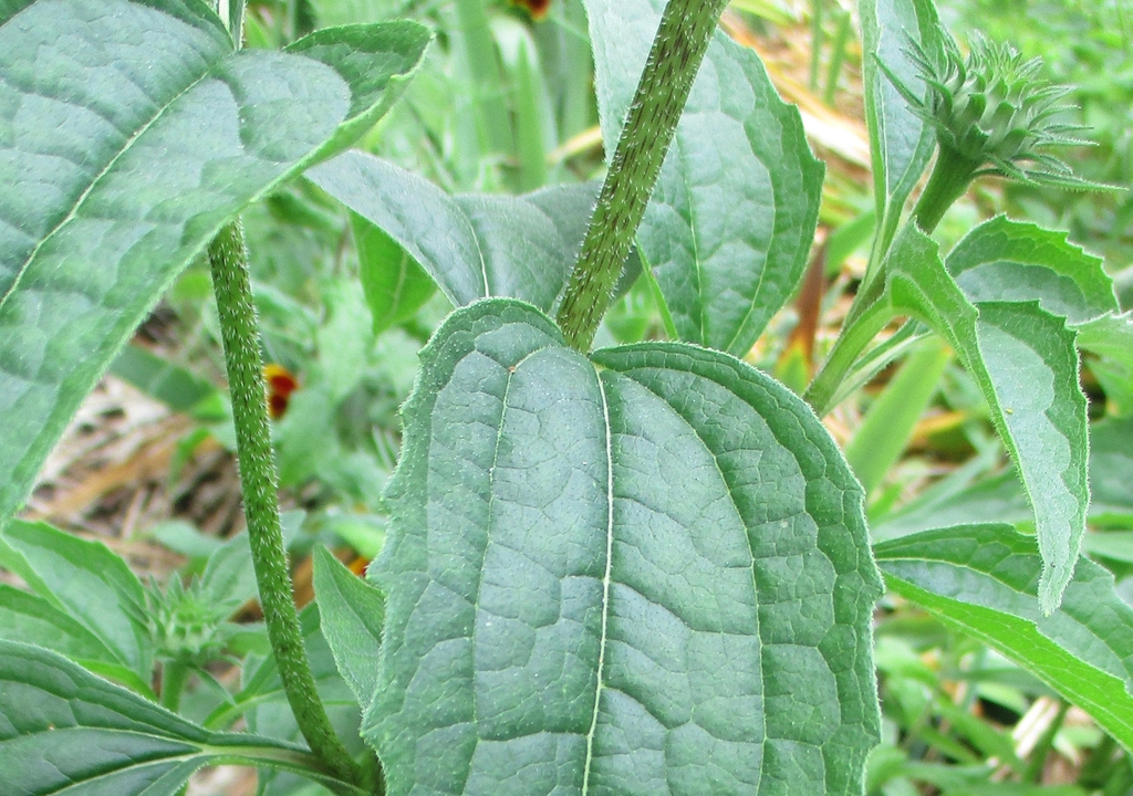 Close up showing purple streaks in stem, and scattered white hai