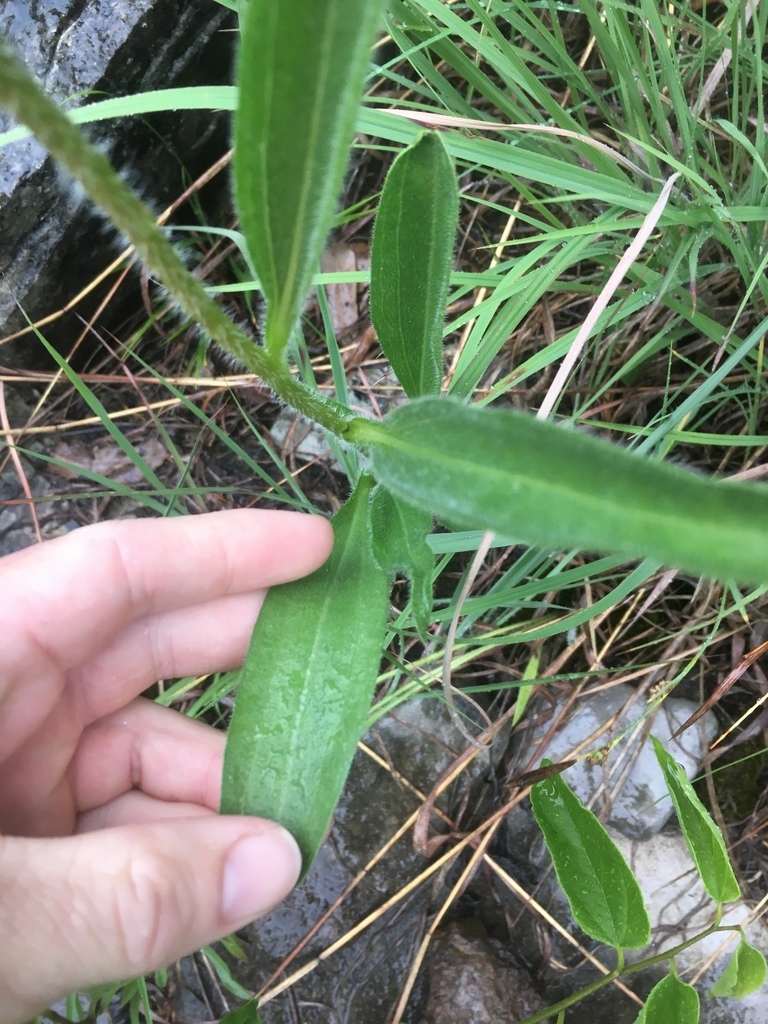 Hand cradling opposite, elongate leaves. Hairy stem.