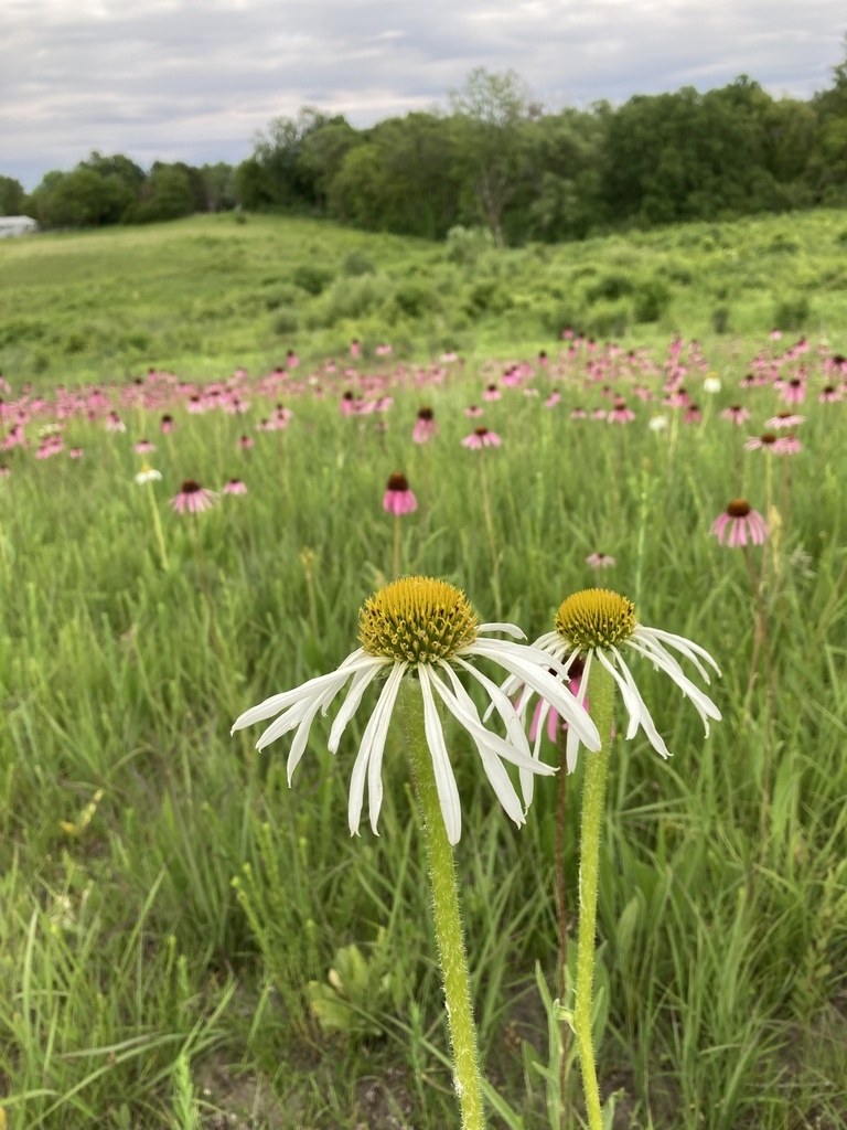 A white daisy flower in a field of purple ones.