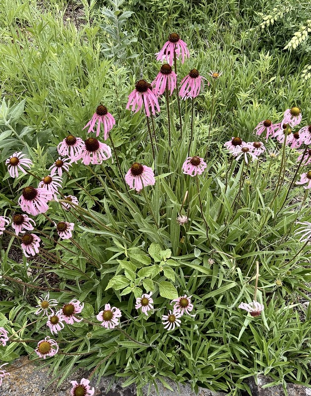A group of plants with purple daisy flowers.