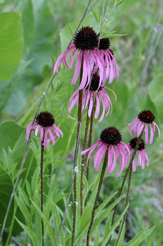 A group of plants with purple daisy flowers.