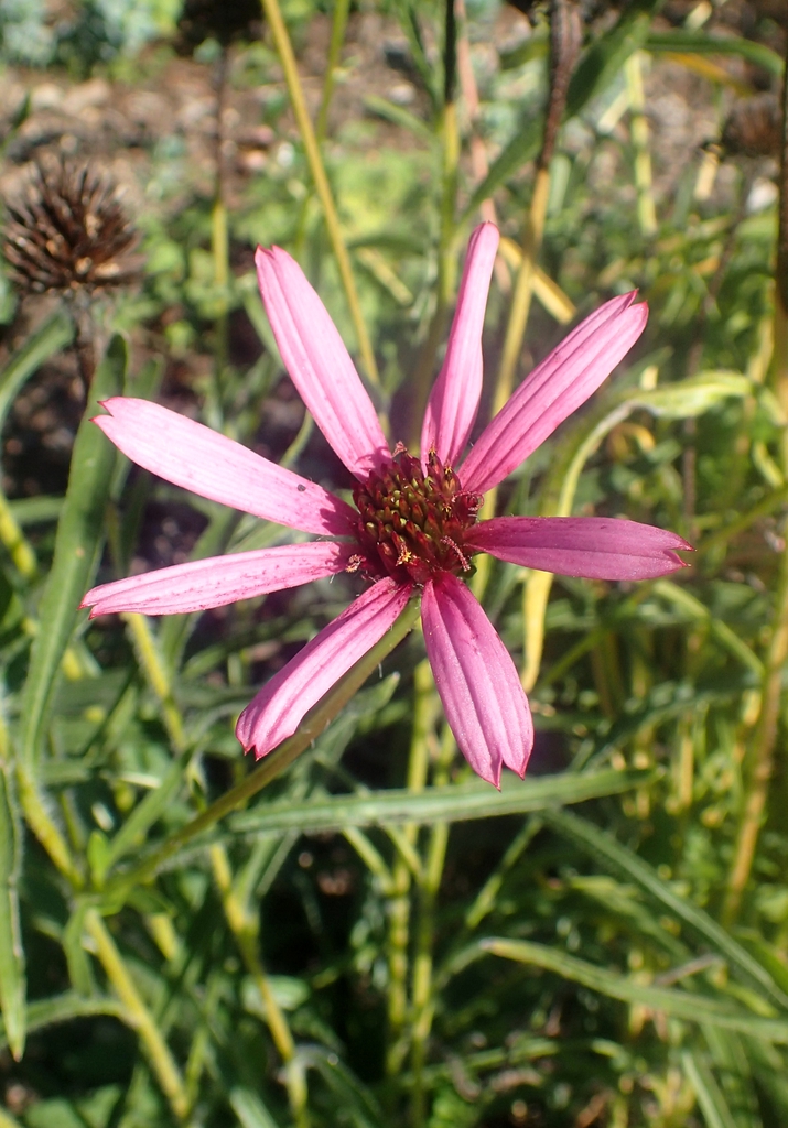 leaves and flowers