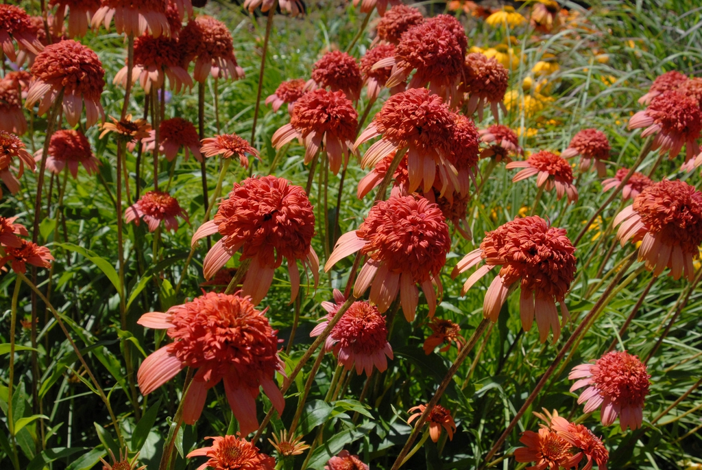 Echinacea 'Secret Lust'