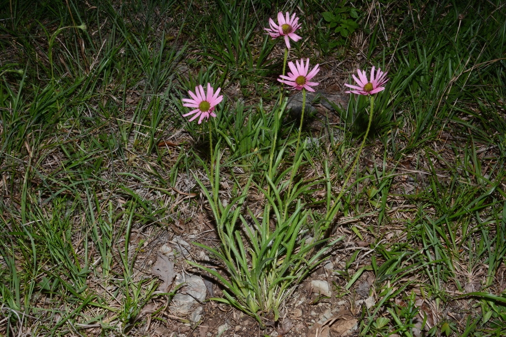 Form in native habitat