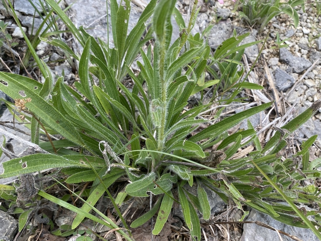 Basal leaves