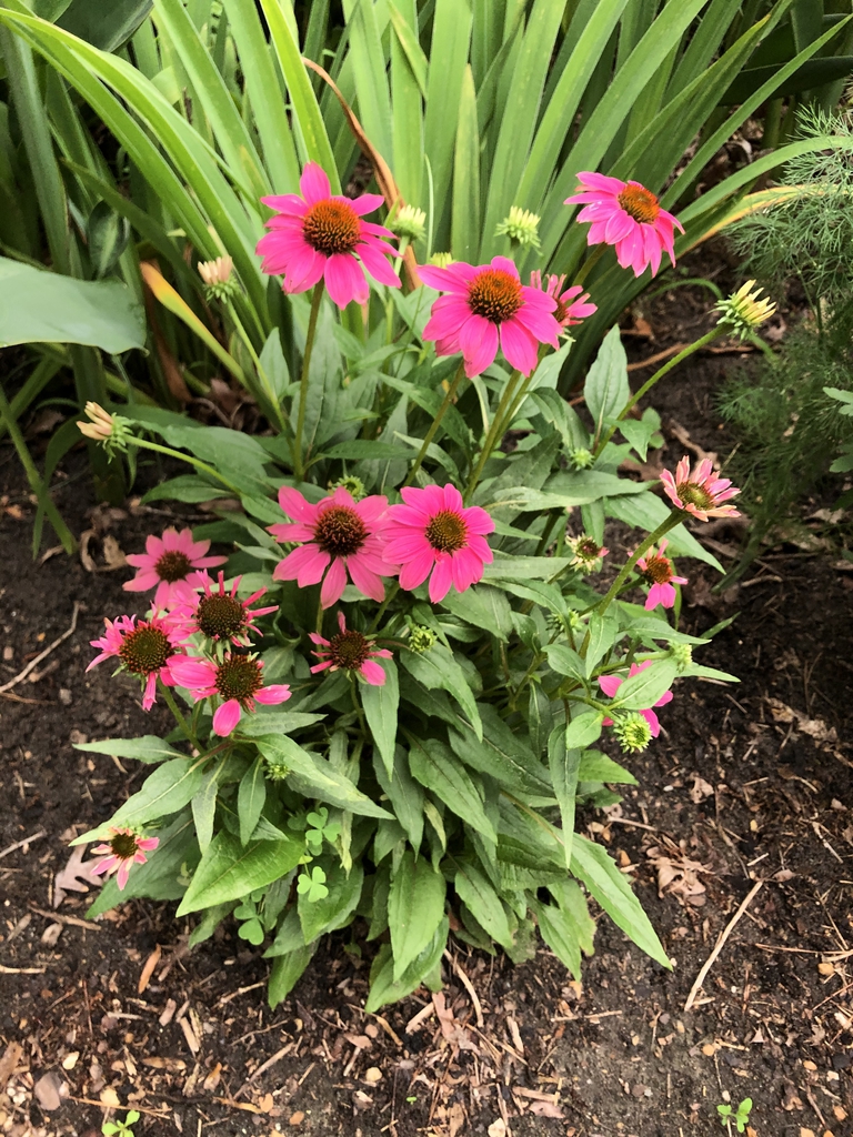 Echinacea purpurea 'PAS702917'