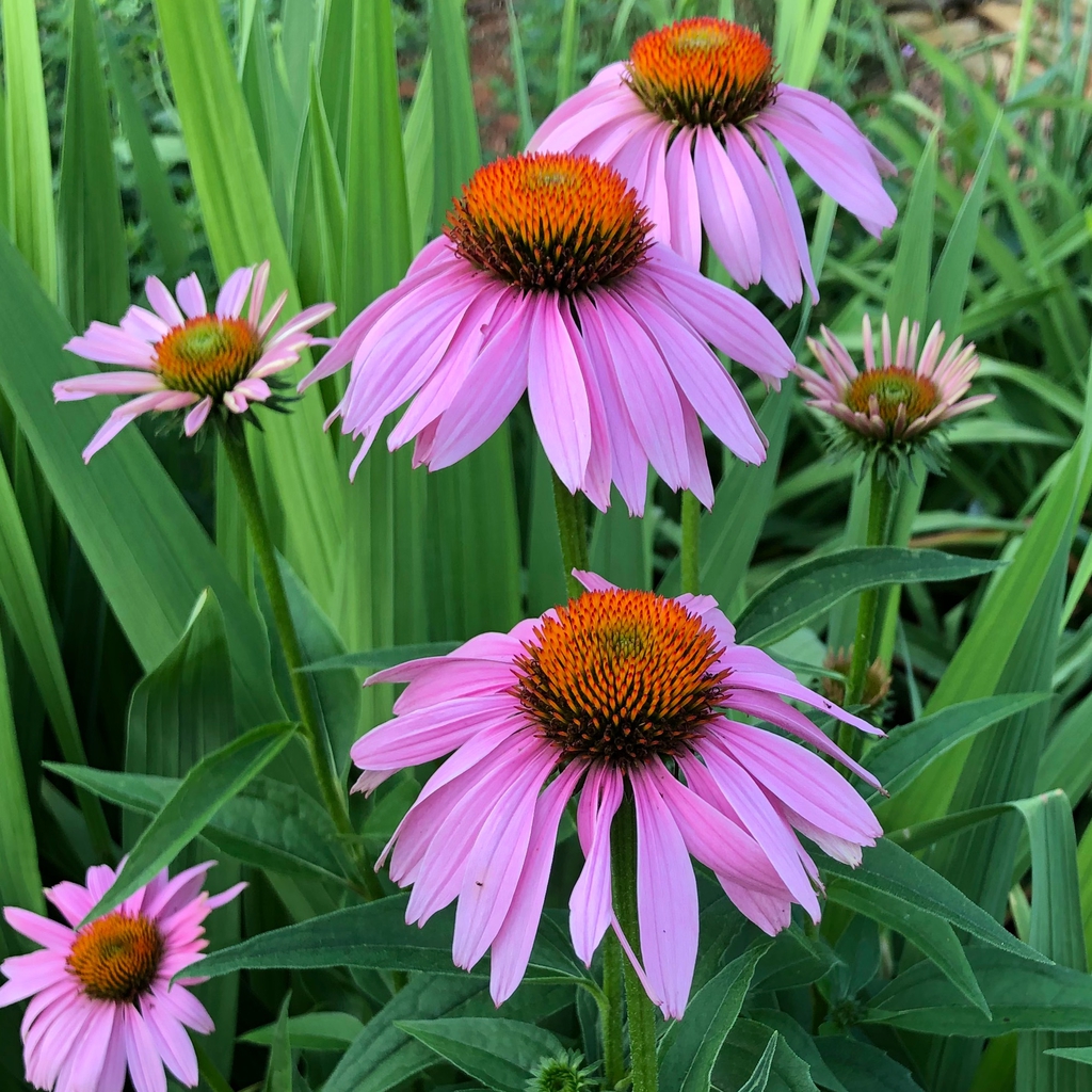 Flowers (Wake County, NC)