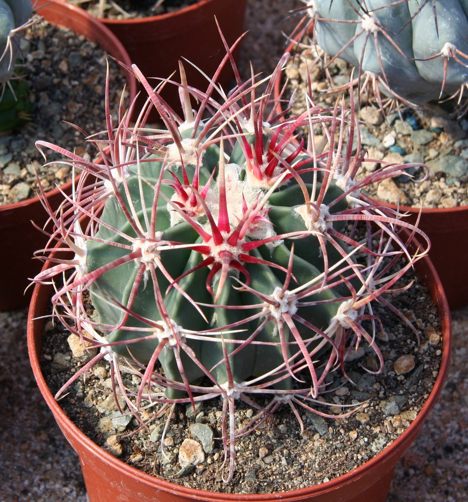 Form