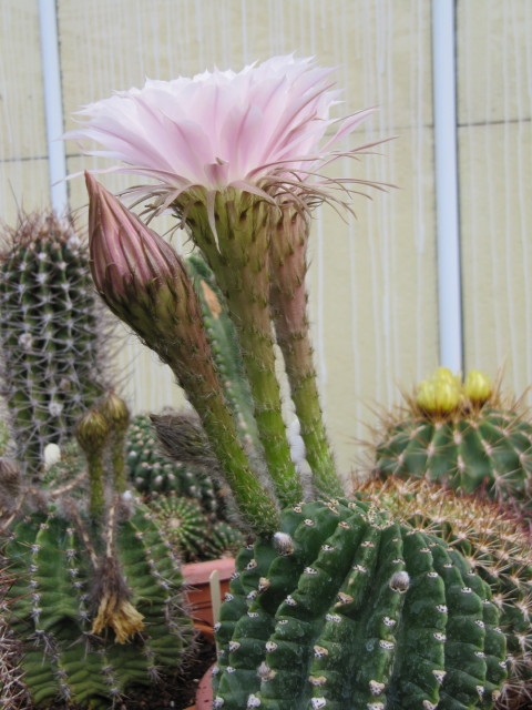 Cactus with erect white flower.