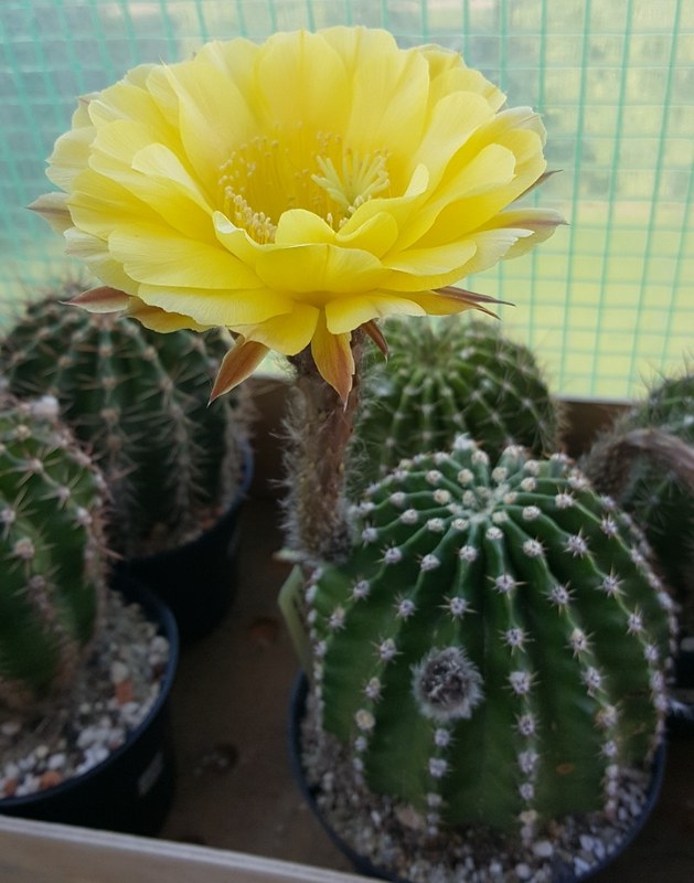 Potted cactus with erect yellow flower.