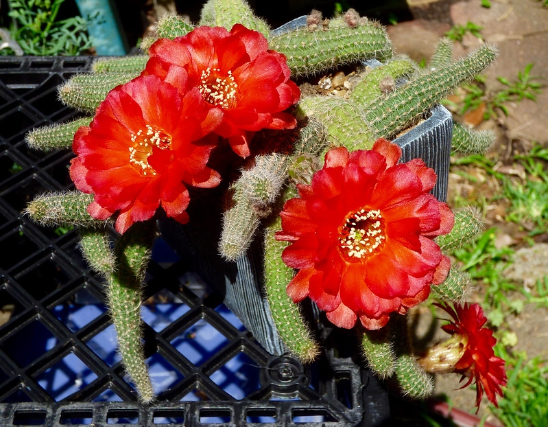 Trailing cactus with large red flowers.