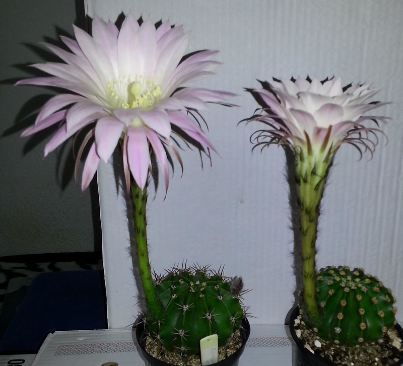 Two potted cacti with erect narrowly trumpet-shaped flowers.