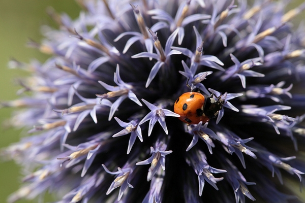 Echinops ritro