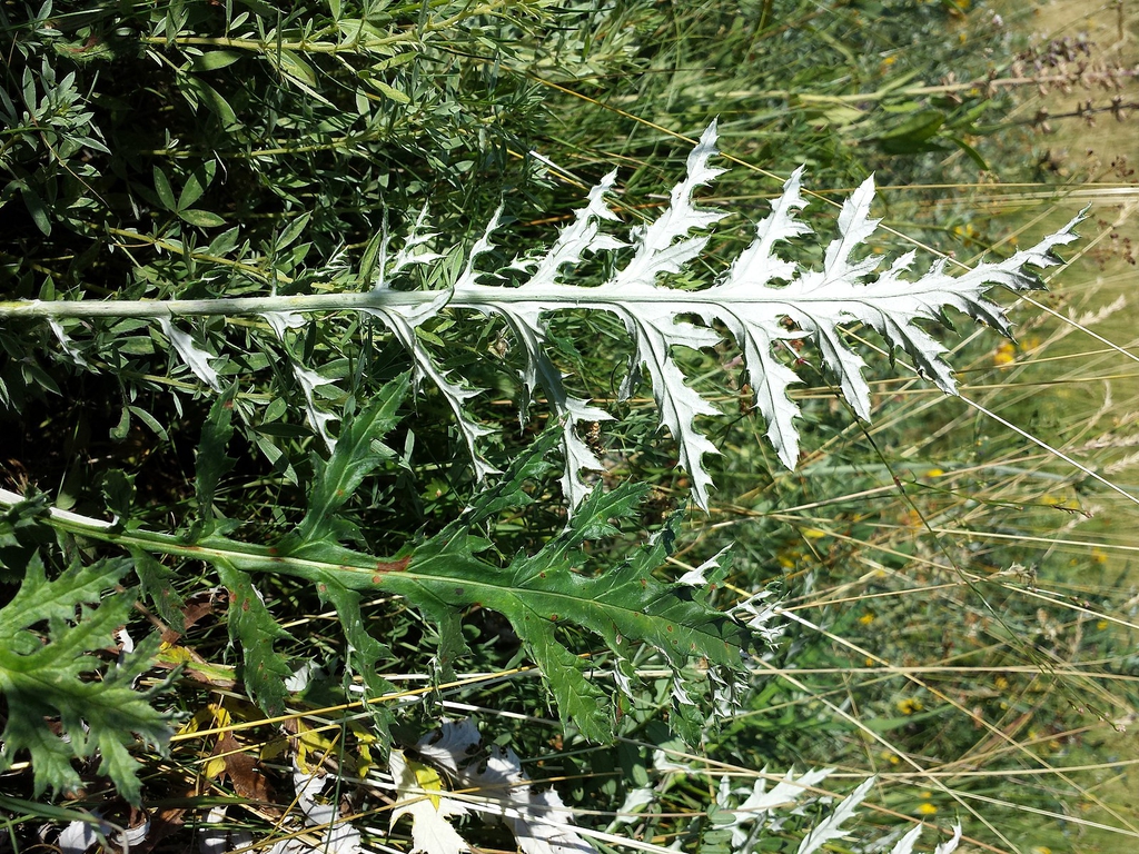 Leaves