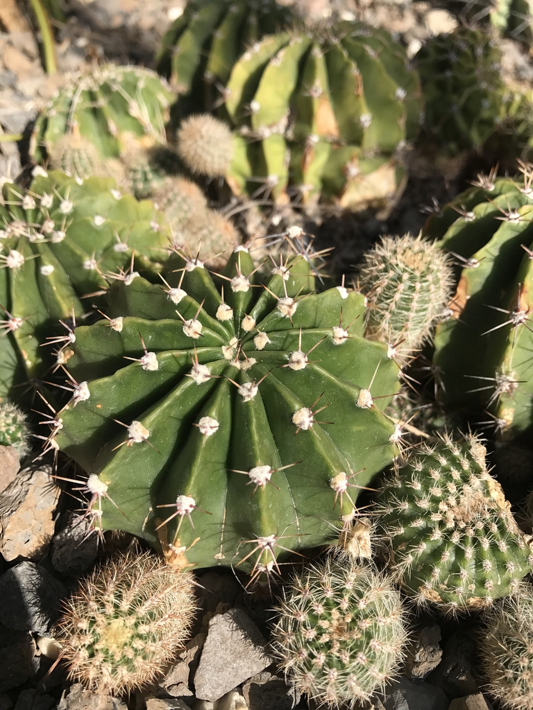 Echinopsis Oxygona