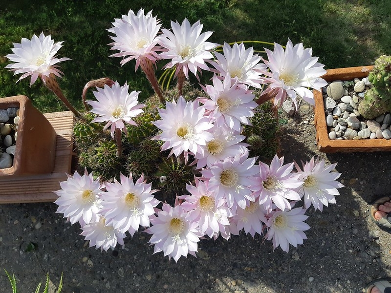 Many white flowers from a potted cactus.