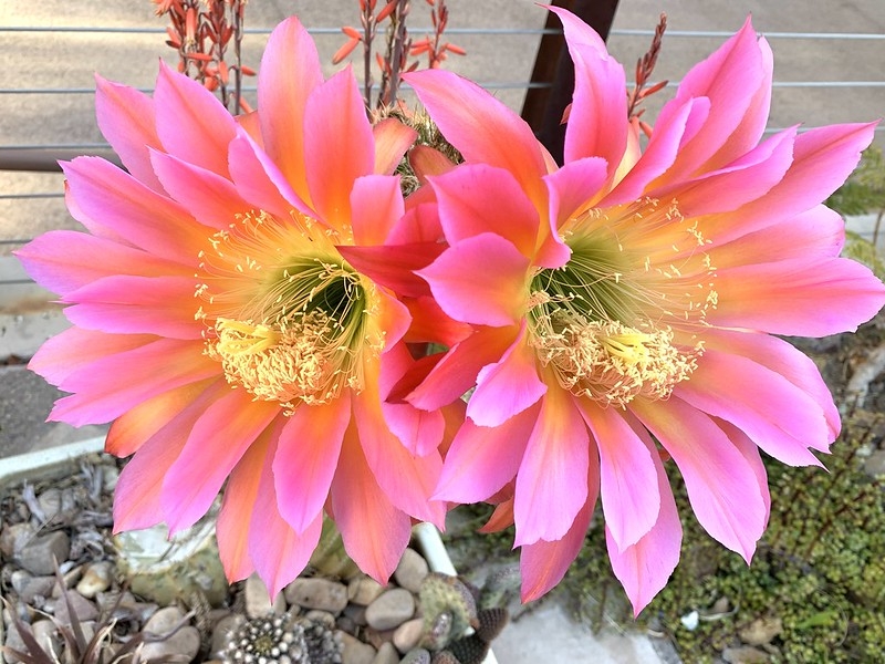 Two large pink flowers with many stamens & yellow center.