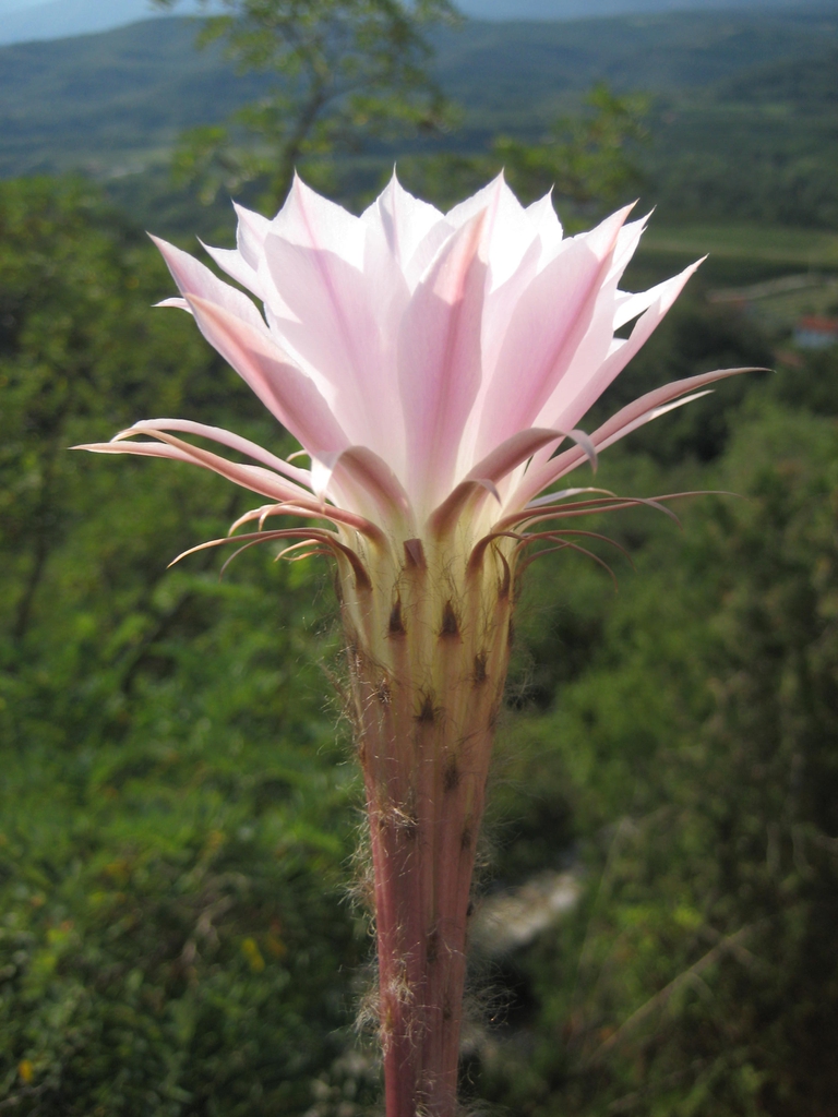 Echinopsis Oxygona