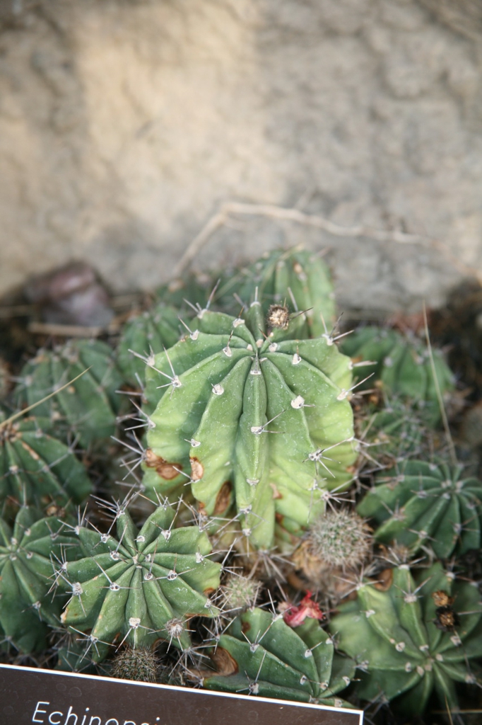 Echinopsis Oxygona