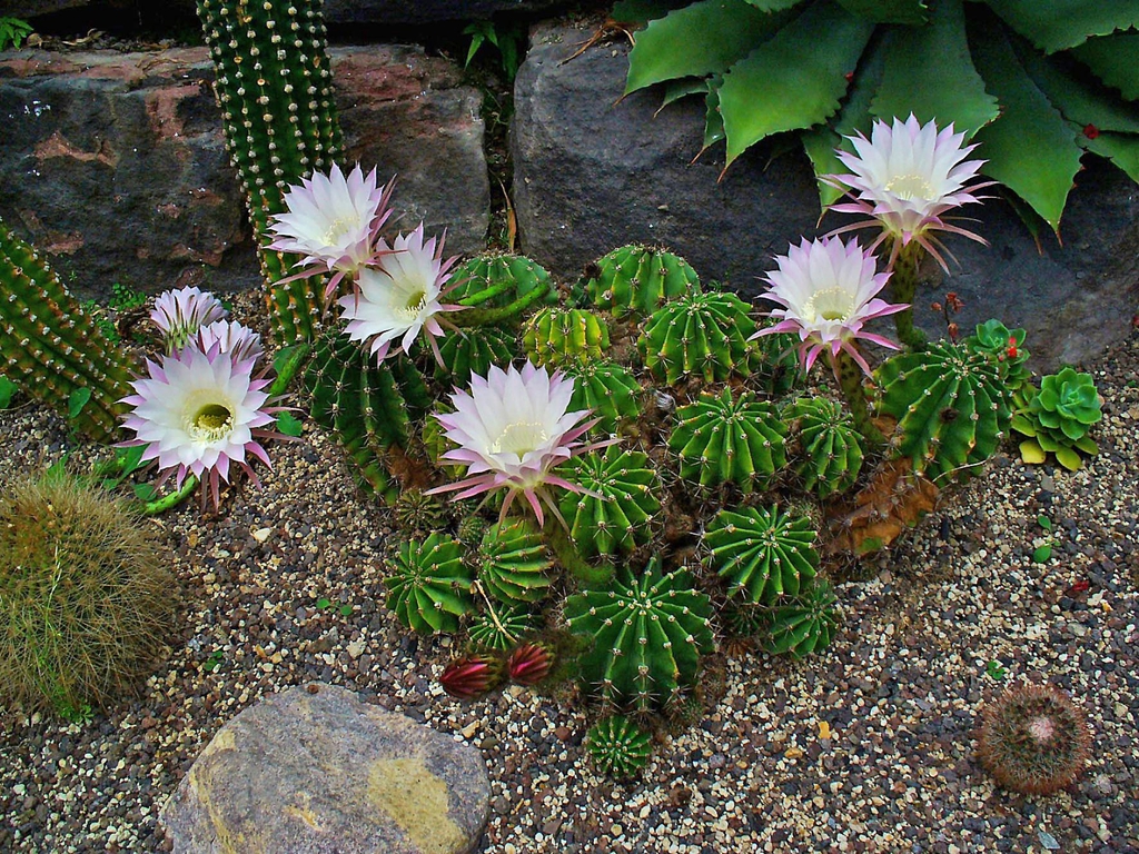 Echinopsis Oxygona