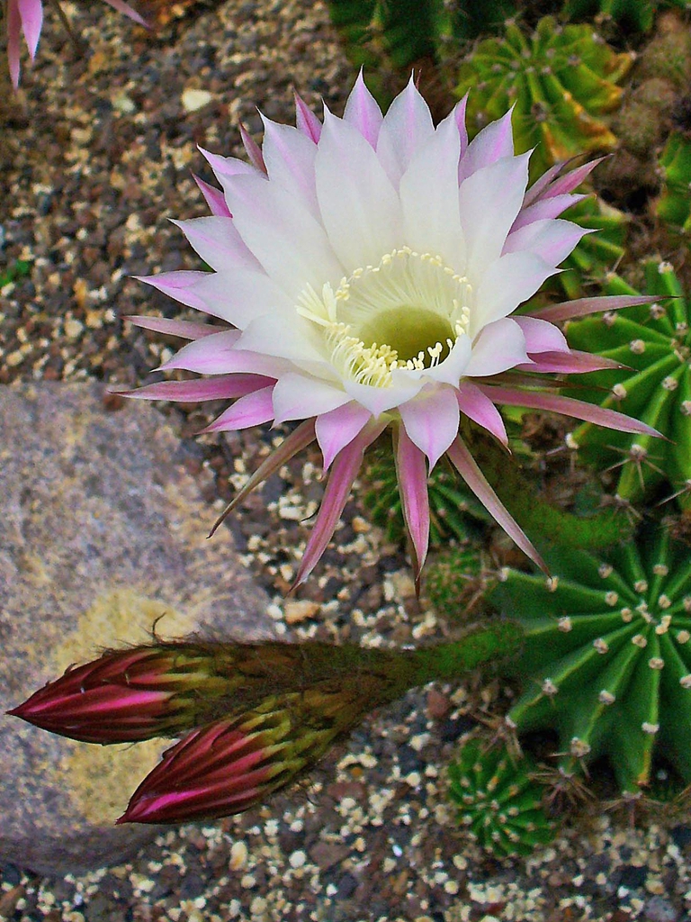 Echinopsis Oxygona
