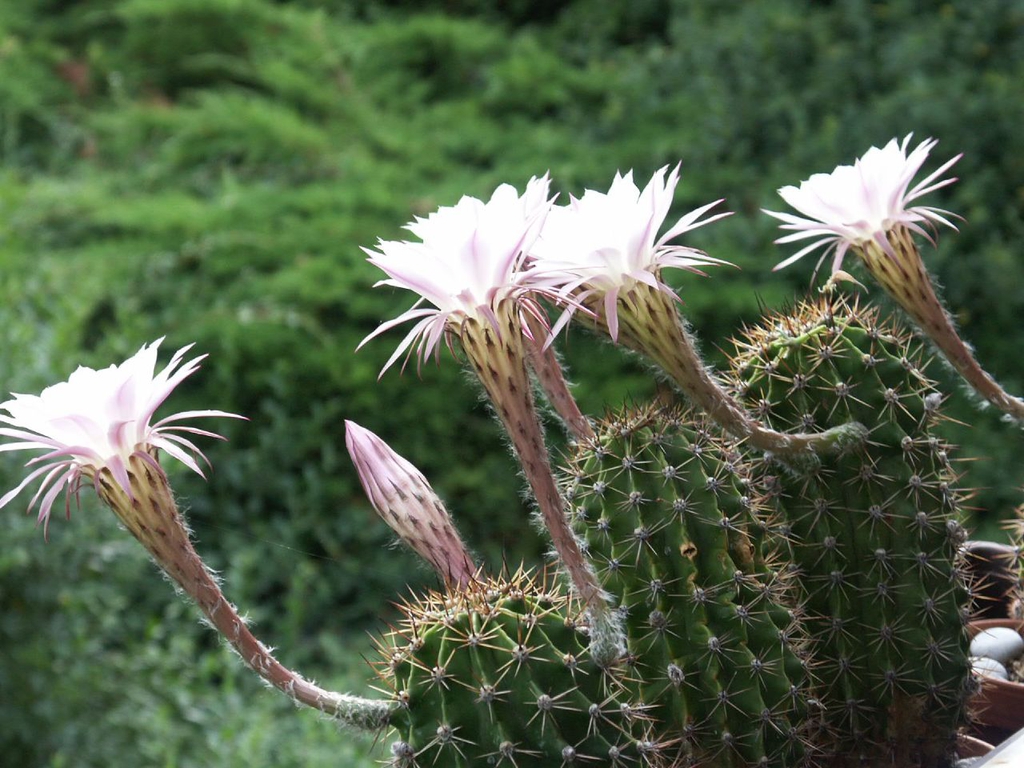 Echinopsis Oxygona