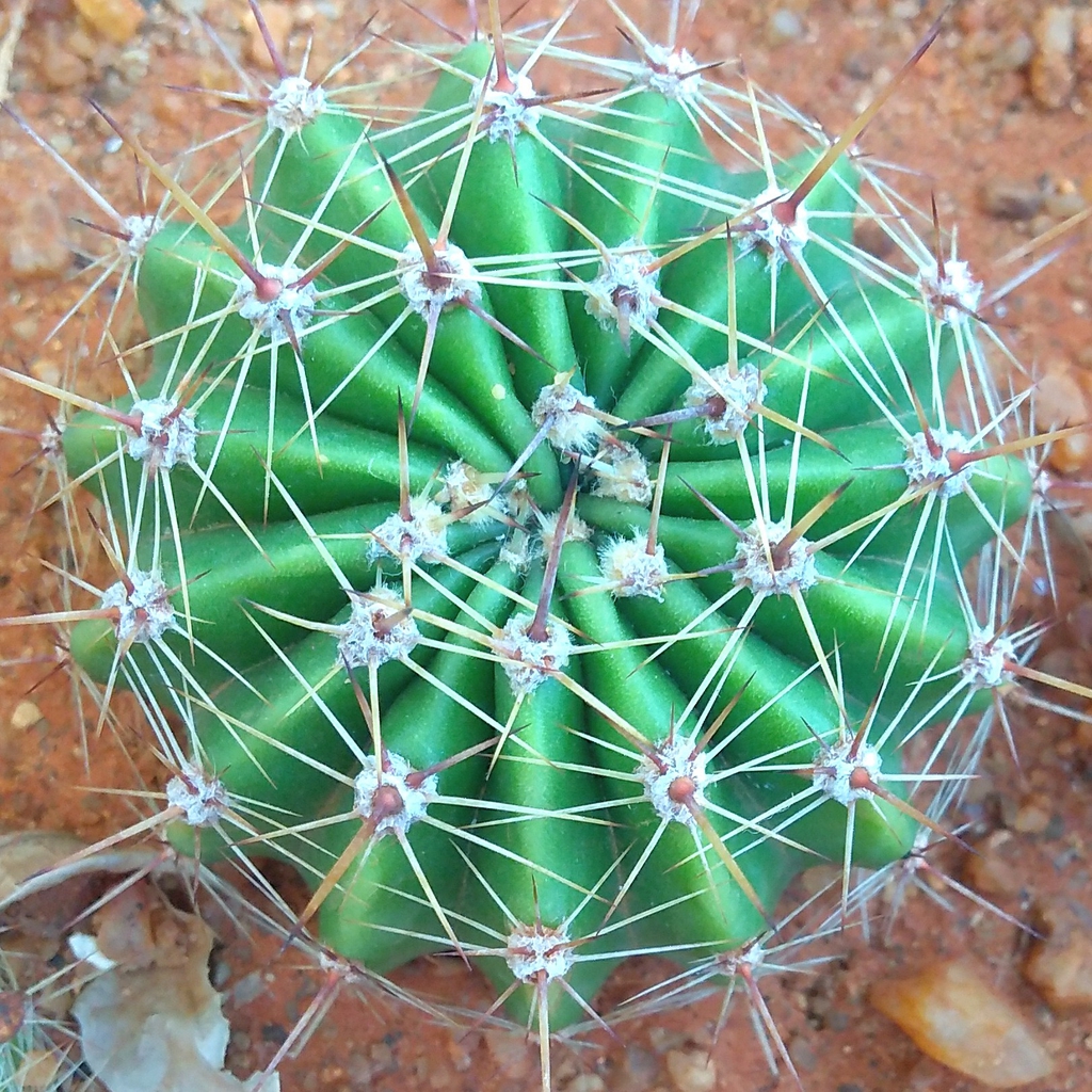 Echinopsis Oxygona