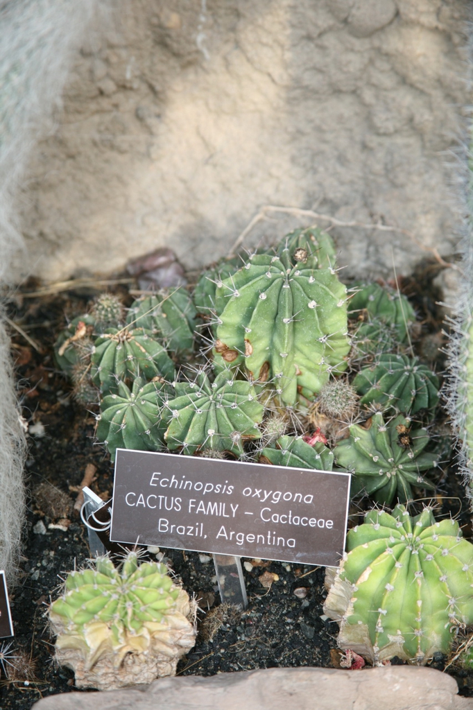 Echinopsis Oxygona