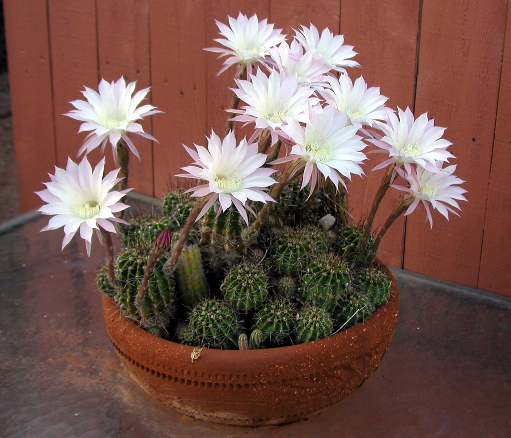 Rounded succulents in a pot with white blooms